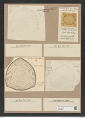 Stictodiscus sp. (de-Toni-Nr.: Genus 205) Zeichnungen Sammlung Grunow Nr. 9071 (NHMW-BOT-W0378820)